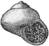 Fig. 813.