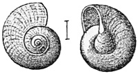 Fig. 814.