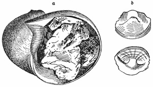 Fig. 818.