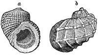 Fig. 821.