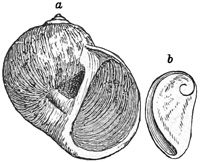 Fig. 853.