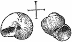 Fig. 855.