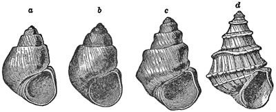 Fig. 856.