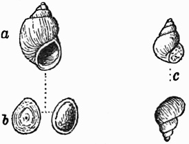 Fig. 857.