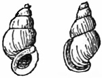 Fig. 859.