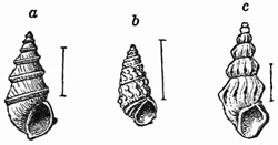 Fig. 861.