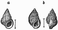 Fig. 864.