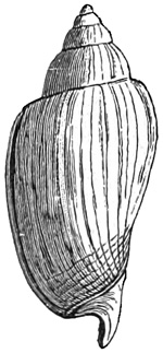 Fig. 956.