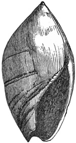 Fig. 958.