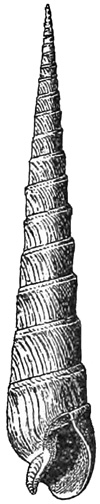 Fig. 960.