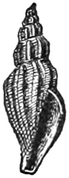 Fig. 969.