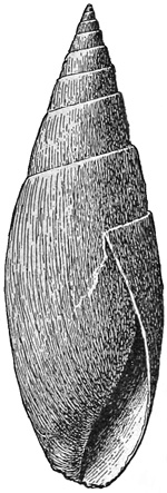 Fig. 972.