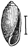 Fig. 975.