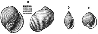 Fig. 980.