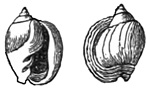 Fig. 981.