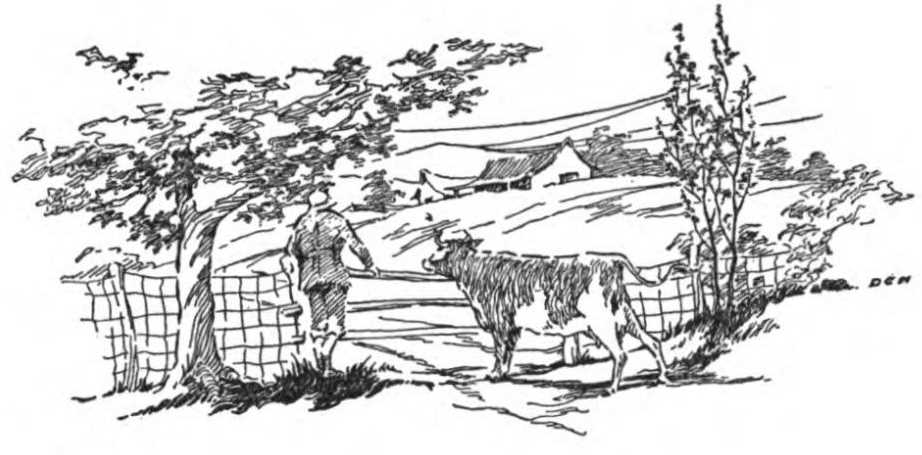 Cow and man at gate