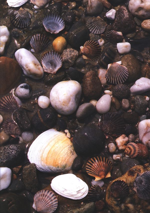 (Sea shells.)