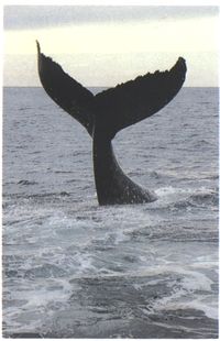 (Tail of a whale.)