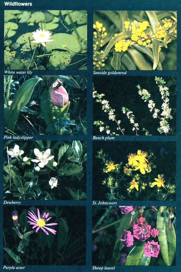 (Cape Cod flowers.)