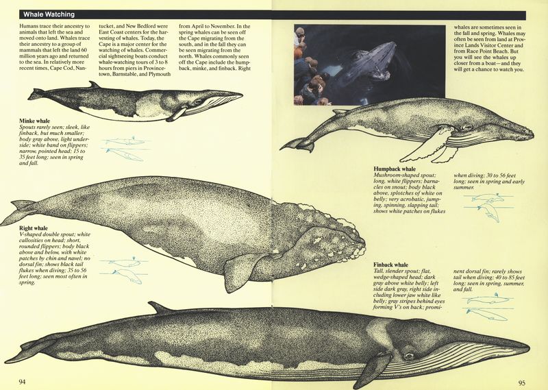 (Minke whale. Right whale.   Humpback whale. Finback whale.)