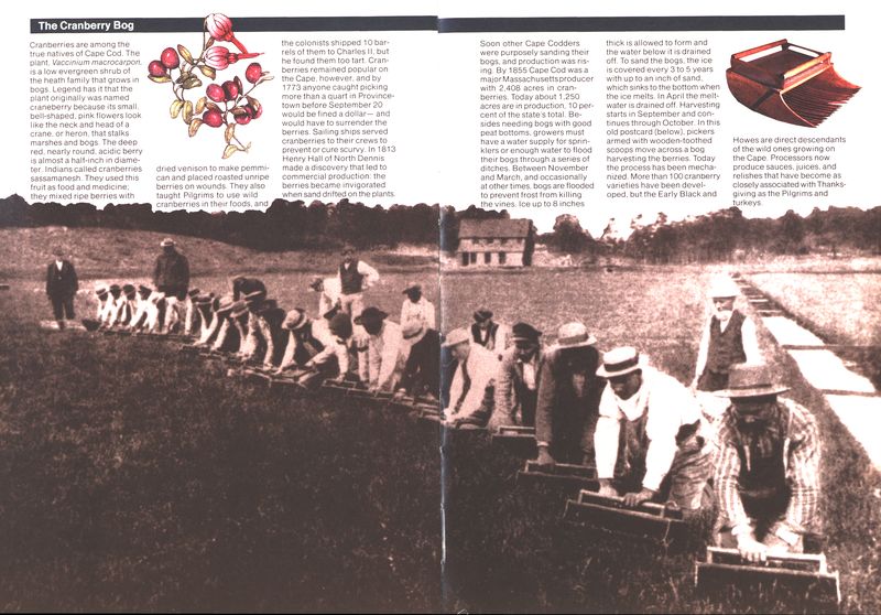(The cranberry plant.   Cranberry pickers. Mechanical picker.)
