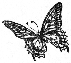 (butterfly