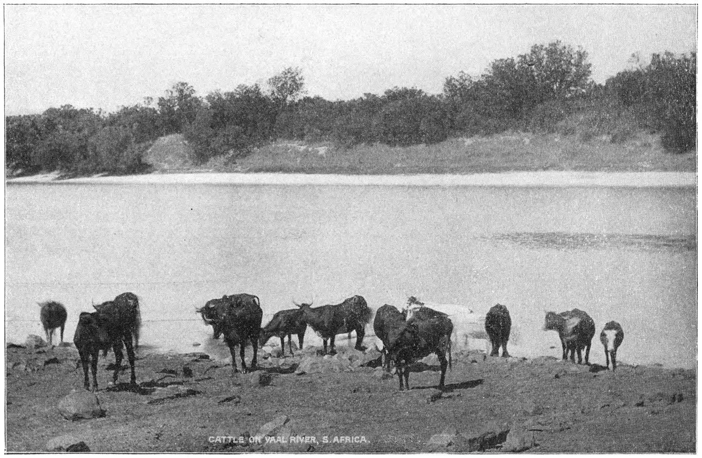 CATTLE ON THE VAAL RIVER.