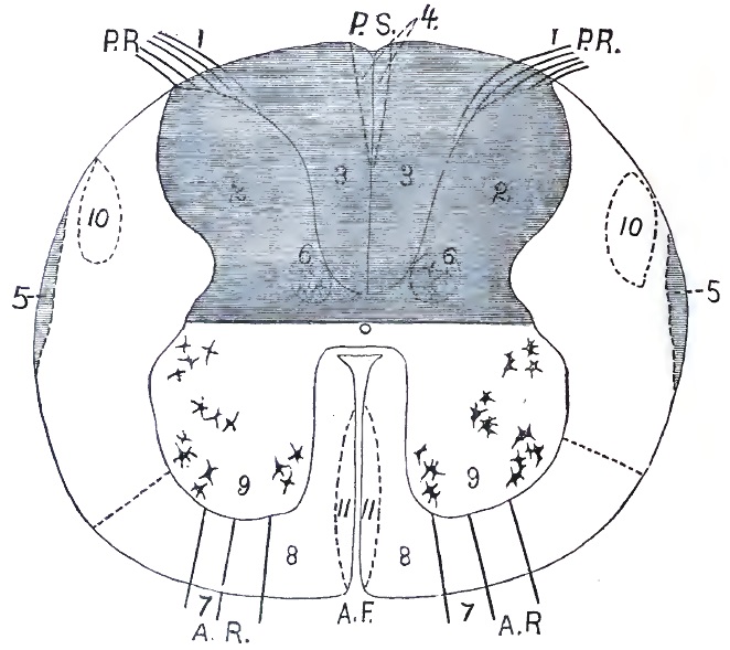 Transverse section of the spinal cord
