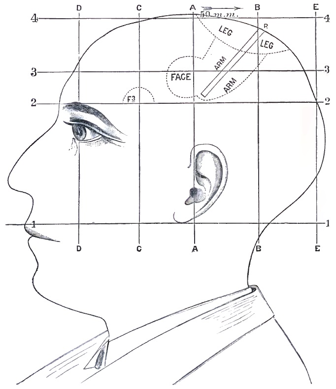 Topographical lines of external head