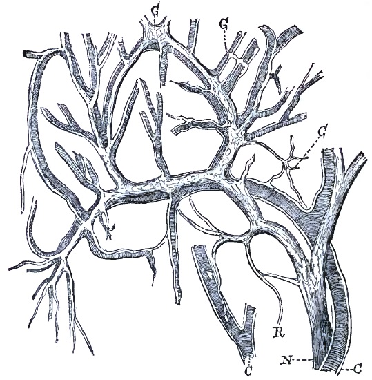 Nerves and ganglia accompanying arterioles