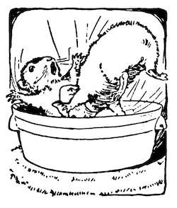 Guinea pig falls into washtub