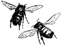 [Bees]