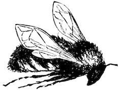 [Bee]