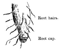 Root hairs. Root cap.