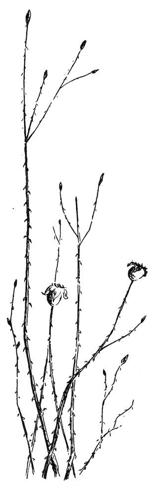 [Seed-pods]