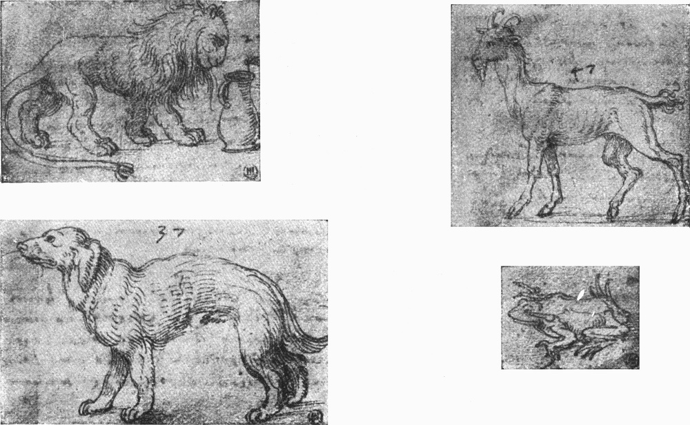 Vier Tierstudien von Dürer