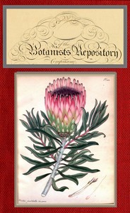 The botanist's repository for new and rare plants; vol. 07 [of 10], active 1799-1828 Henry Cranke Andrews