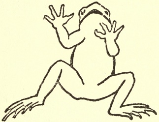Frog stretches his legs for a mighty jump