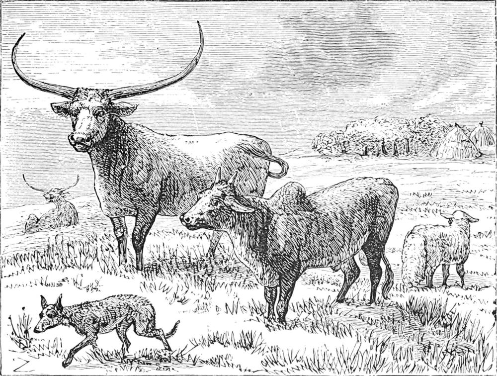 Haustiere aus den   umliegenden Dörfern