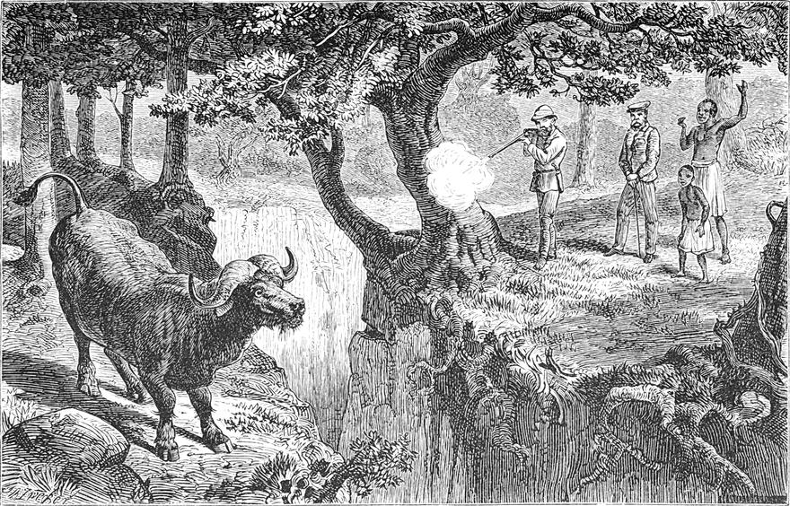 Ein großer Büffel wird   über eine Schlucht hinweg erschossen