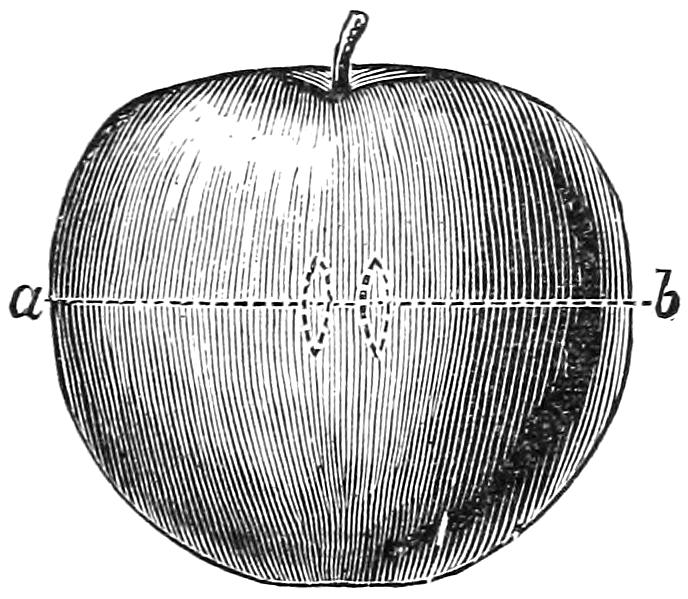 Side elevation of apple