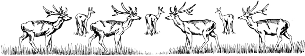 Ein kleines Rudel Hirsche