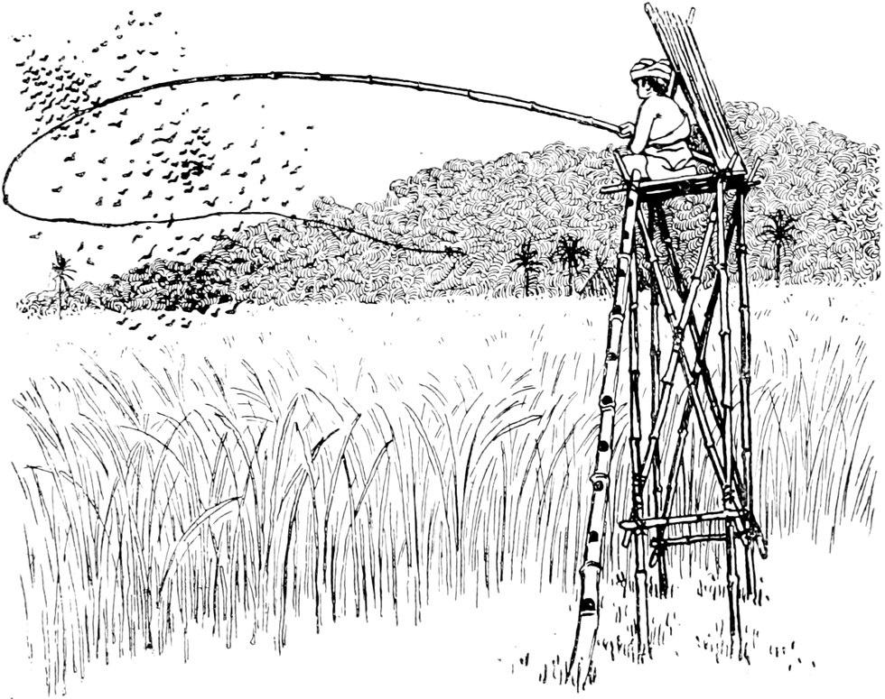 Kopfvignette:   Angeln im Reisfeld