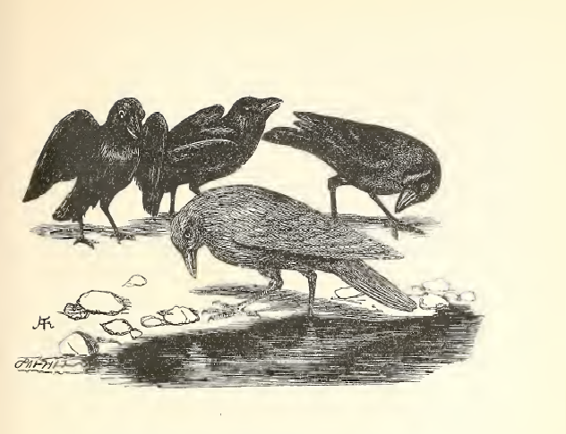 If a mouse could fly