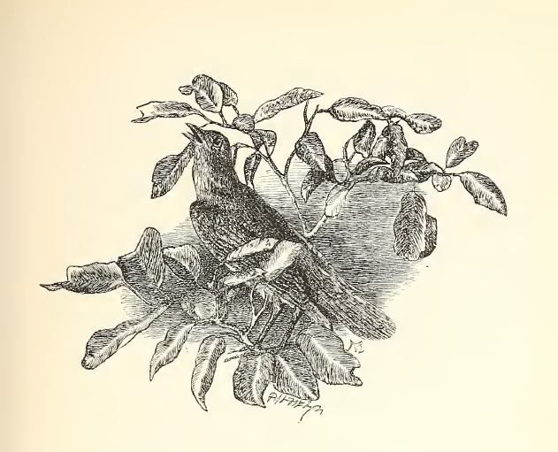 When a mounting skylark sings