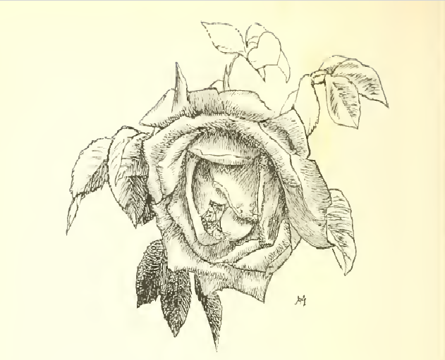 The lily has a smooth stalk