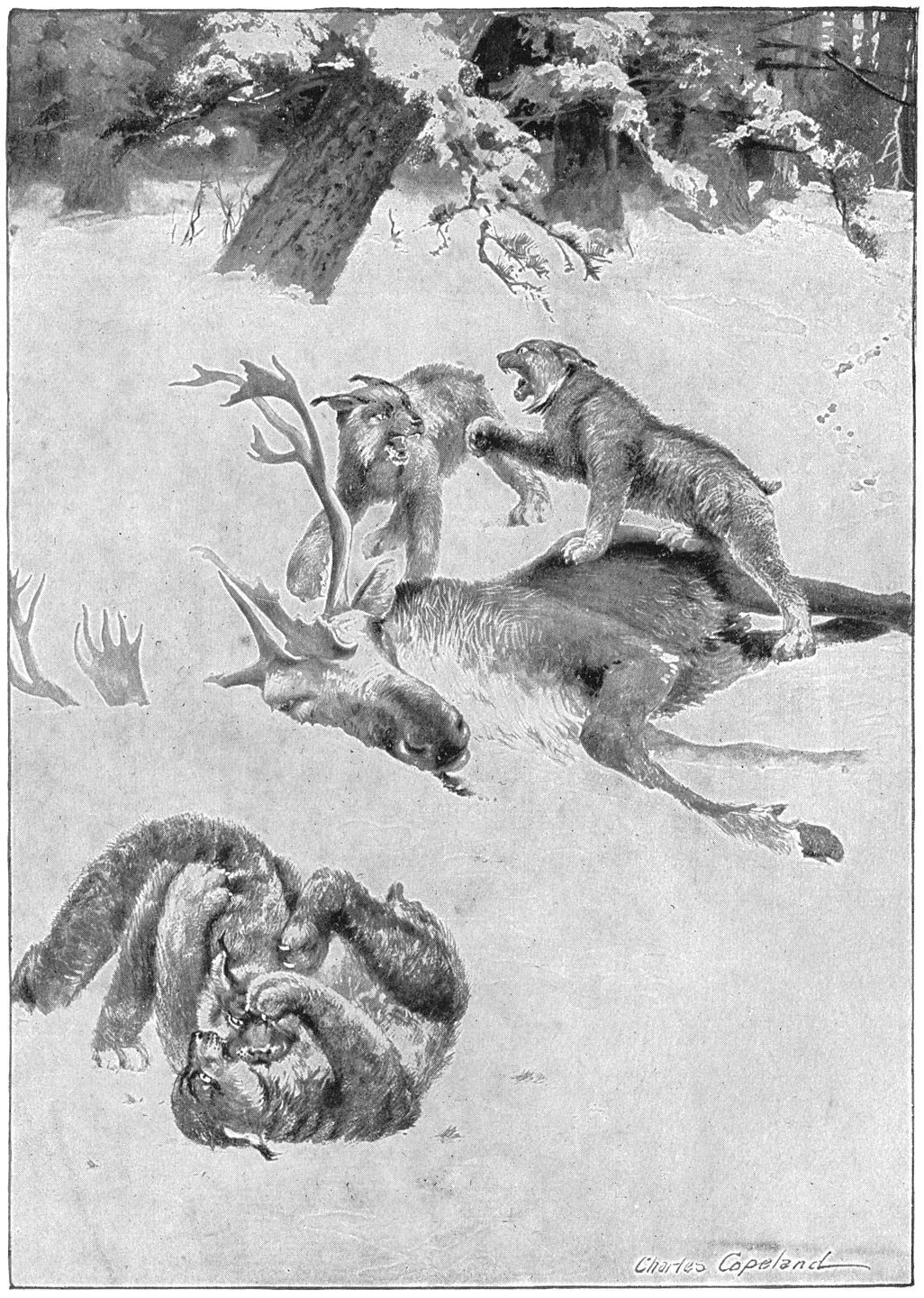 ... het gehavende karkas van het rendier met twee lynxen er nog bovenop ...