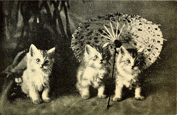 three kittens