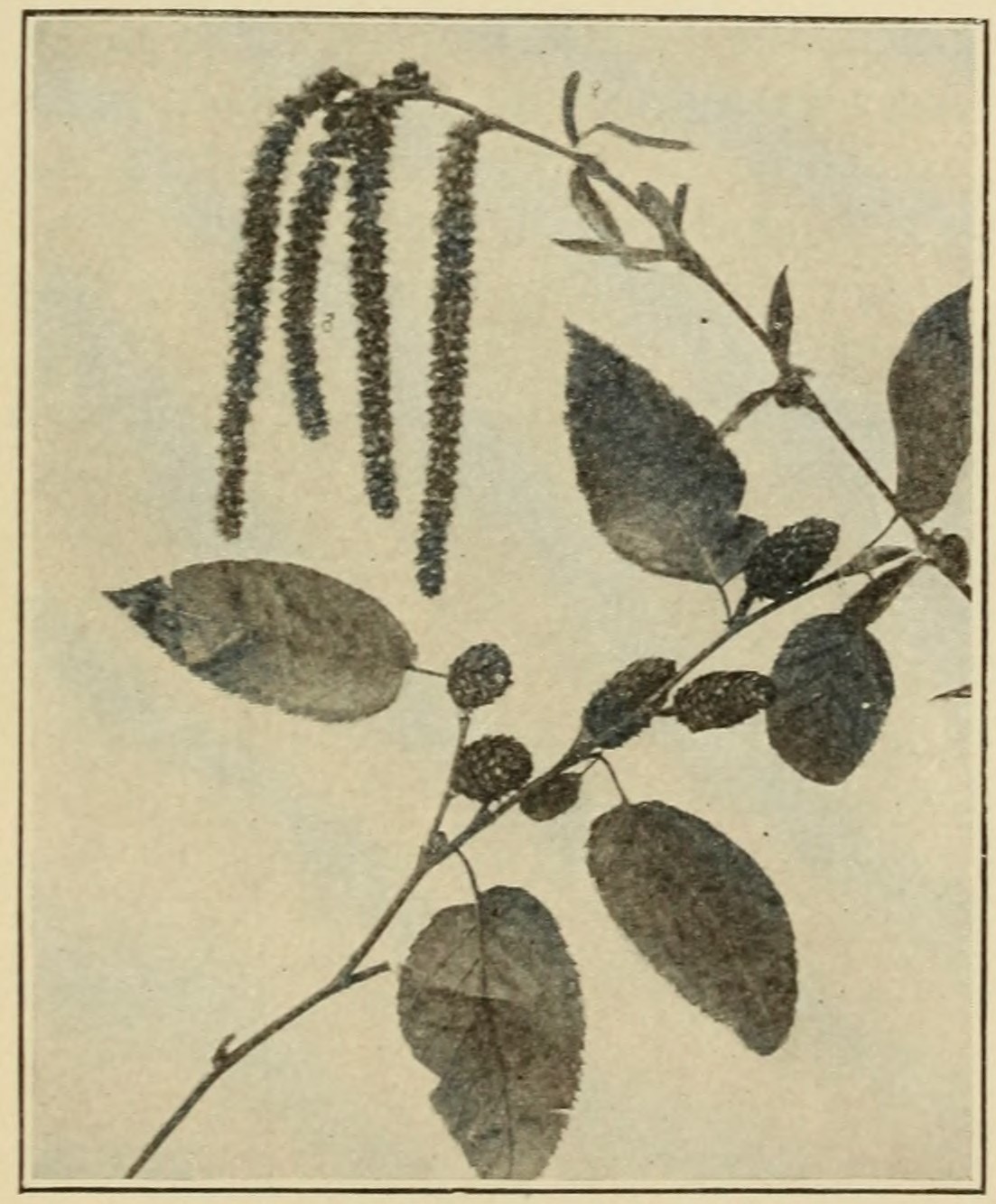 Sweet birch (Betula lenta), leaves,                         catkins, and fruit.