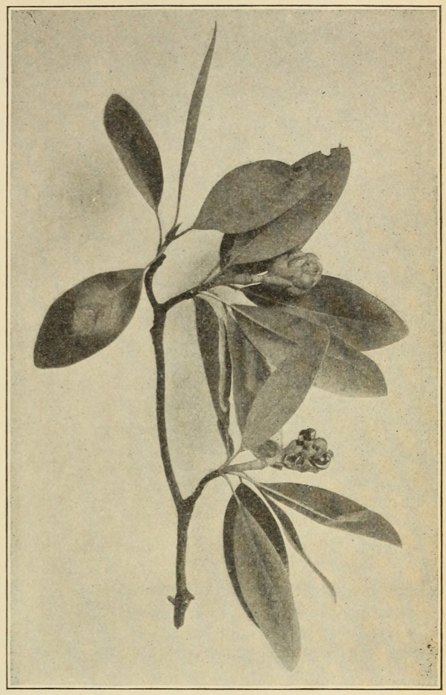 Sweet bay (Magnolia glauca), leaves and fruiting                         cones.